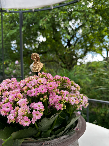 Blumenstecker > Beethoven < Gold