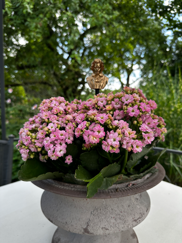 Blumenstecker > Beethoven < Gold