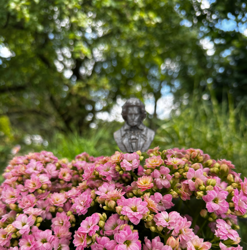 Blumenstecker > Beethoven < Grau